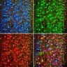 Гирлянда NEON-NIGHT СВЕТОДИОДНЫЙ ДОЖДЬ 300 LED RGB, с динамикой 245-309